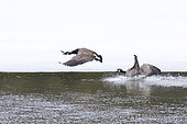Canada geese (Branta canadensis) One goose with agressive display. Goose pursuing another goose. La Mauricie national park, Quebec, Canada