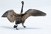 Canada goose (Branta canadensis) standing on a frozen lake with agressive display. La Mauricie national park, Quebec, Canada