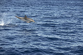 Atlantic spotted dolphin (Stenella frontalis). Typical color pattern of juvenile specimens, in which the spots have not yet appeared. Tenerife, Canary Islands.
