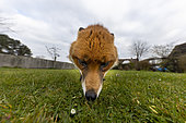 red fox (Vulpes vulpes) feeding in a garden, England