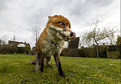 Red fox (Vulpes vulpes) feeding in a garden, Enlgand