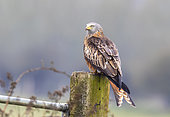 Red kite (Milvus milvus) perched on a post, England
