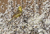 Yellowhammer (Emberiza citrinella) perched amongst blackthorn flower, England