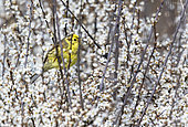 Yellowhammer (Emberiza citrinella) perched amongst flower, England