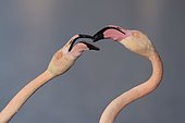 Greater flamingos (Phoenicopterus roseus) fighting with beaks, aggressive behaviour, territorial disputes, close-up, portrait, Camargue, Southern France, France, Europe