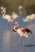 Greater flamingo (Phoenicopterus roseus) landing on lake, Camargue, Southern France, France, Europe