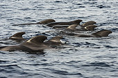 Pilot whale (Globicephala macrorhynchus). Group of subadult individuals, also called a nursery. Tenerife, Canary Islands.