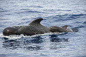 Pilot whale (Globicephala macrorhynchus) with her newborn calf sailing in the waters of the southwest of Tenerife, Canary Islands.