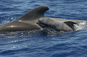 Pilot whale (Globicephala macrorhynchus). Young born in a few minutes: it is supported by a deformed head, the hairs on the snout, its very marked fetal lines and its dorsal fin still bent over its body. Tenerife, Canary Islands.