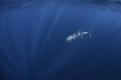 Bluefin tuna (Thunnus thynnus), Tenerife. Fish of the Canary Islands. Atlantic Ocean, Macaronesia.