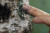 Fill in the hole after harvesting the birch sap with clay, Vosges forest.