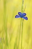 Common blue butterfly (Polyommatus icarus) sits with open wings on grass blade, Istria, Croatia, Europe
