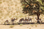 Small group of Springbok (Antidorcas marsupialis) standing in tree shadow in Kgalagari transfrontier park, South Africa