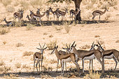 Small group of Springbok (Antidorcas marsupialis) standing in tree shadow in Kgalagari transfrontier park, South Africa