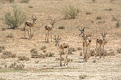 Small group o f Springbok (Antidorcas marsupialis) walking in front view in dry land in Kgalagari transfrontier park, South Africa