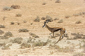 Springbok (Antidorcas marsupialis) in Kgalagari transfrontier park, South Africa