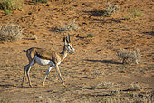 Springbok (Antidorcas marsupialis) walking in dry land in Kgalagari transfrontier park, South Africa