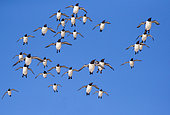 Common murre or common guillemot (Uria aalge), in flight, protected island with large colonies of seabirds, Island of Hornøya, Vardø or Vardo, Varanger Fjord, Norway, Scandinavia,