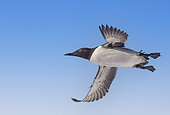 Common murre or common guillemot (Uria aalge), in flight, protected island with large colonies of seabirds, Island of Hornøya, Vardø or Vardo, Varanger Fjord, Norway, Scandinavia,