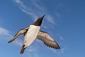 Common murre or common guillemot (Uria aalge), in flight, protected island with large colonies of seabirds, Island of Hornøya, Vardø or Vardo, Varanger Fjord, Norway, Scandinavia,