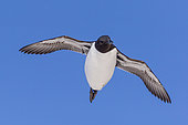 Common murre or common guillemot (Uria aalge), in flight, protected island with large colonies of seabirds, Island of Hornøya, Vardø or Vardo, Varanger Fjord, Norway, Scandinavia,