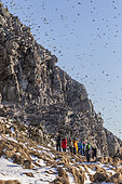 Photographers and Common murre or common guillemot (Uria aalge), group in the cliffs, protected island with large colonies of seabirds, Island of Hornøya, Vardø or Vardo, Varanger Fjord, Norway, Scandinavia,