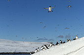 Razorbill or Torda penguin (Alca torda), Common murre or common guillemot (Uria aalge) and Atlantic Puffin (Fratercula arctica, in snow, protected island with large colonies of seabirds, Island of Hornøya, Vardø or Vardo, Varanger Fjord, Norway, Scandinavia,
