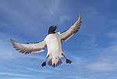 Razorbill or Torda penguin (Alca torda), in flight, protected island with large colonies of seabirds, Island of Hornøya, Vardø or Vardo, Varanger Fjord, Norway, Scandinavia,