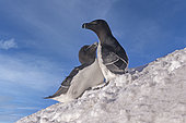 Razorbill or Torda penguin (Alca torda), in the snow, protected island with large colonies of seabirds, Island of Hornøya, Vardø or Vardo, Varanger Fjord, Norway, Scandinavia,
