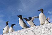 Razorbill or Torda penguin (Alca torda), in the snow, protected island with large colonies of seabirds, Island of Hornøya, Vardø or Vardo, Varanger Fjord, Norway, Scandinavia,