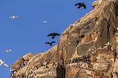 Grand corbeau (Corvus corax) , en vol, Prédateur des colonies d'oiseaux marins dans les falaises, île d'Hornøya, île protégée avec d'importantes colonies d'oiseaux de mer, Vardø ou Vardo, Varanger Fjord, Norvège, Scandinavie