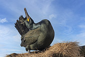 European shag or common shag (Phalacrocorax aristotelis), on cliff, Island of Hornøya, protected island with large colonies of seabirds, Vardø or Vardo, Varanger Fjord, Norway, Scandinavia,