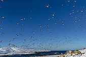 Island of Hornøya, protected island with large colonies of seabirds, birds in flight, Vardø or Vardo, Varanger Fjord, Norway, Scandinavia
