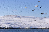 Island of Hornøya, protected island with large colonies of seabirds, birds in flight, Vardø or Vardo, Varanger Fjord, Norway, Scandinavia