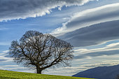 Hundred-year-old chestnut tree and lenticular clouds at dusk, Haute Savoie, France
