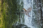 White-throated Dipper (Cinclus cinclus) feeding its chicks. The nest is located near a waterfall, Haute Savoie, France