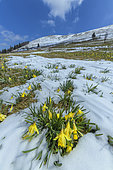 Daffodils (Narcissus pseudonarcissus) after a snow squall in spring. Crests of the southern Jura, in the Grand Colombier massif, France