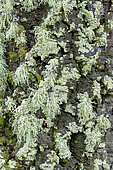 Association of foliaceous and fructicolous corticolous lichens on the bark of a tree on a rainy day, Green foliaceous: Crescent frost lichen (Physconia perisidiosa) and Pale yellow fructicolous: Strap lichen (Ramalina farinacea), Esterel, Var, France