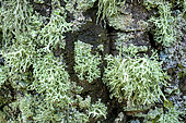 Association of foliaceous and fructicolous corticolous lichens on the bark of a tree on a rainy day, Grey foliaceous: Parmelia lichen (Parmelia spp) and Pale yellow fructicolous: Strap lichen (Ramalina farinacea), Esterel, Var, France