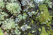 Association of foliaceous and fructicolous corticolous lichens on the bark of a tree on a rainy day, Green foliaceous: Crescent frost lichen (Physconia perisidiosa), Grey foliaceous: Parmelia lichen (Parmelia spp) and Pale yellow fructicolous: Strap lichen (Ramalina farinacea), Esterel, Var, France