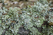Fruiting lichen, tree moss (Pseudevernia furfuracea), very common in mountain forests. Corticolous species, omnipresent on the bark of mountain forests, sensitive to pollution and used as a bio-indicator of radioelements. Massif des Bauges. Savoie. France