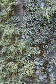 Association of fructicose and foliaceous lichens on the bark of a tree Yellow fructicose Strap lichen (Ramalina farinacea), left, and grey foliaceous Hammered shield lichen (Parmelia (Parmelia sulcata) associated on the trunk of a tree, Savoie, France