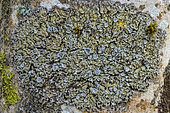 Corticolous foliaceous lichen and its apothecia Frosted lichen (Physconia distorta). The apothecia are the reproductive organs of the mushroom, Massif des Bauges, Savoie, France