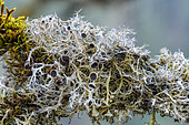 Great Ciliated Lichen (Anaptychia ciliaris), elegant fructicular lichen of open forests. The fructicular thallus forms strips bordered by delicate cilia and bears apothecia (reproductive organs of the fungus), Massif des Bauges, Savoie, France