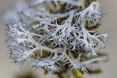 Great Ciliated Lichen (Anaptychia ciliaris), elegant fructicular lichen of open forests. The fructicular thallus forms strips bordered by delicate cilia, Massif des Bauges, Savoie, France