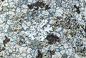 Lichens crustacés, gélatineux, et foliacés sur un tronc en montagne. Cette mosaïque vivante présente les 3 formes typiques des thalles de lichens, champignons associés à des algues. Massif des Bauges, Savoie, France