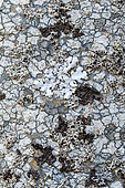 Crustaceous, gelatinous and foliaceous lichens on a mountain trunk. This living mosaic presents the 3 typical forms of lichen thallus, fungi associated with algae. Massif des Bauges, Savoie, France