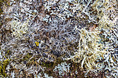 Association of fructicose and foliaceous lichens on the bark of a tree. Lichen (Anaptychia ciliaris) in the centre, yellow Cartilage Lichen (Ramalina fraxinea), and grey Hammered shield lichen Parmelia (Parmelia sulcata), associated on a tree trunk. Massif des Bauges, Savoie, France