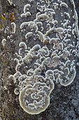 Lichen saxicole crustacé (Solenopsora cesatii) sur une croix de pierre. Morphologie en croissants de lune caractéristiques de cette espèce saxicole - Sa taille indique un age de plusieurs dizaines d'années. Massif des Bauges, Savoie, France