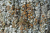 Leafy lichen and its apothecia (Parmelina carporrhizans) on a bark. The apothecia are the reproductive organs of the mushroom. Savoie, France